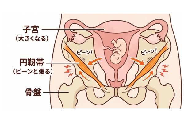 子宮周辺の靭帯の伸展