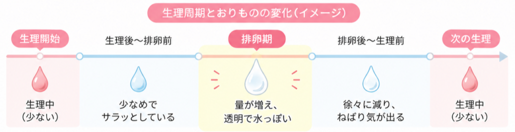 水っぽいおりものが出る原因①：排卵期