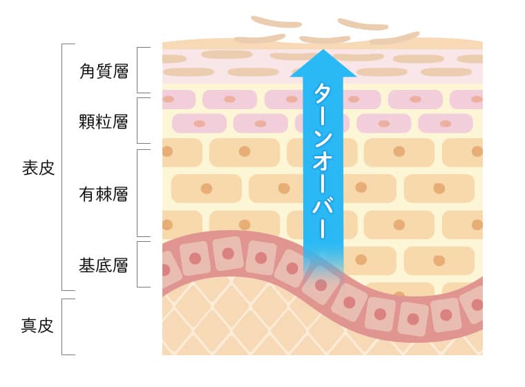 アートメイク色素注入イラストイメージ